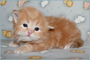 Male Siberian Kitten from Deedlebug Siberians